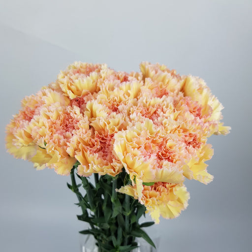 Carnation (Imported) - 2 Tone Champagne [20 Stems]