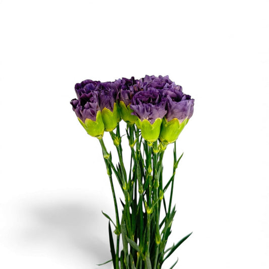 Fresh Cut Flowers at Floristika