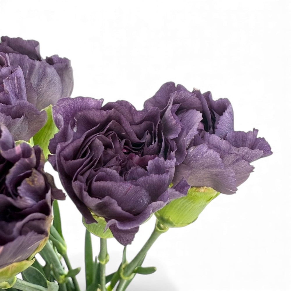 Carnation - Mohave Purple
