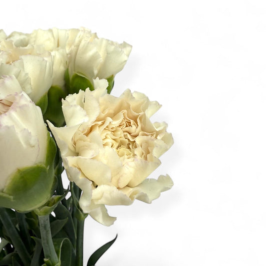 Fresh Cut Flowers at Floristika