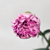 Fresh Cut Flowers at Florisitka