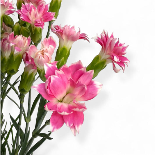 Fresh Cut Flowers at Floristika 