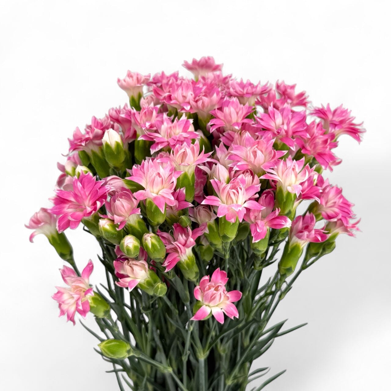 Fresh Cut Flowers at Floristika 