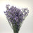 Casphia (Imported) - Lavender