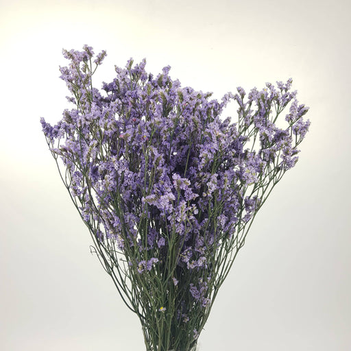 Casphia (Imported) - Lavender