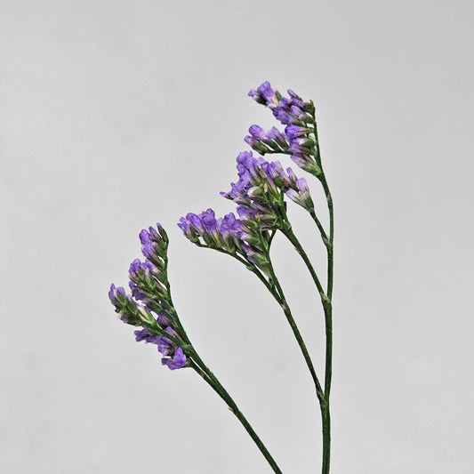 Fresh Cut Flowers at Floristika