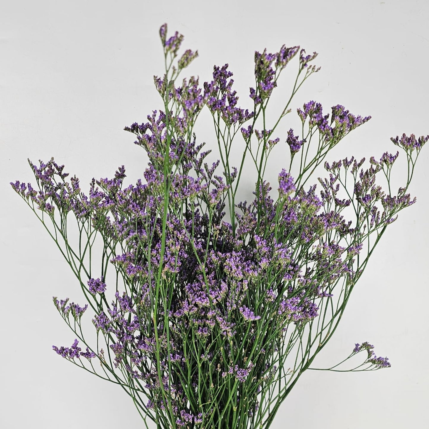 Fresh Cut Flowers at Floristika