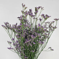 Fresh Cut Flowers at Floristika