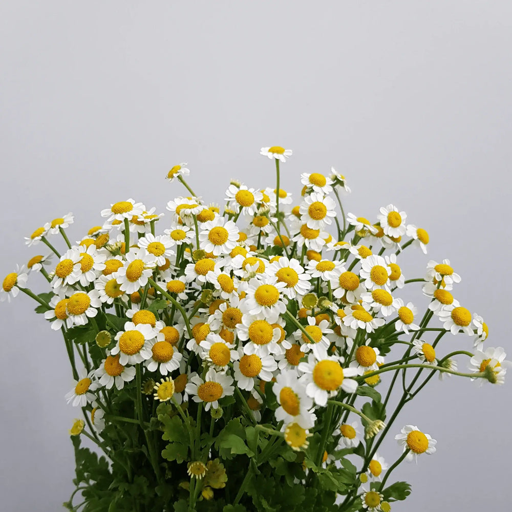 FCMVD03 - Rose, Eustomas & Chamomile