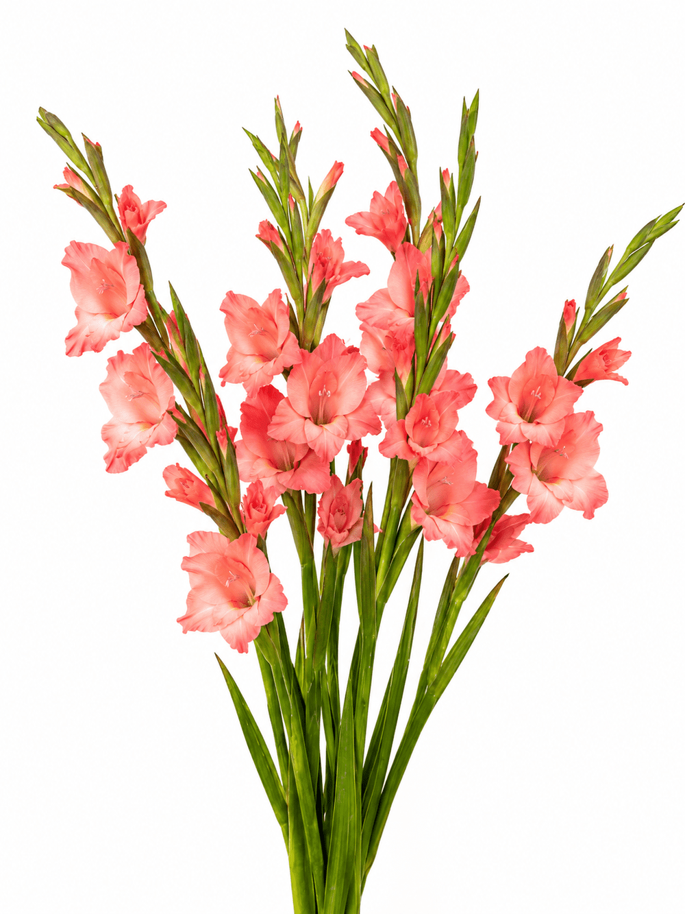 Gladiolus (Small) - Peach