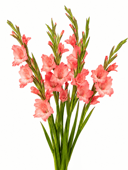 Gladiolus (Small) - Peach