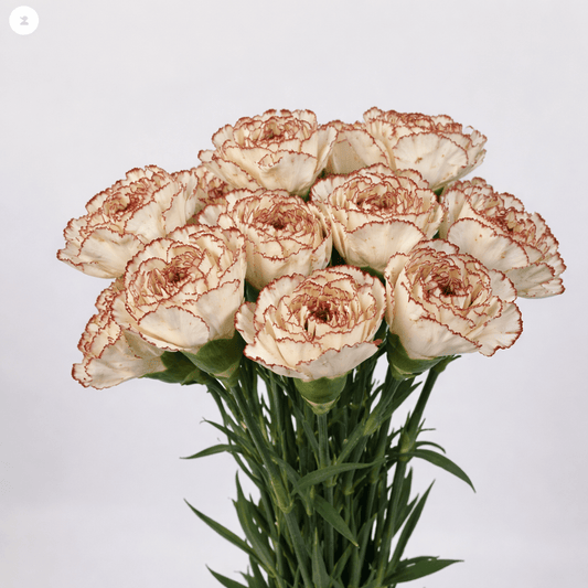 Mother's Day Carnation - 2 Tone White Brown (18-20 Stems)