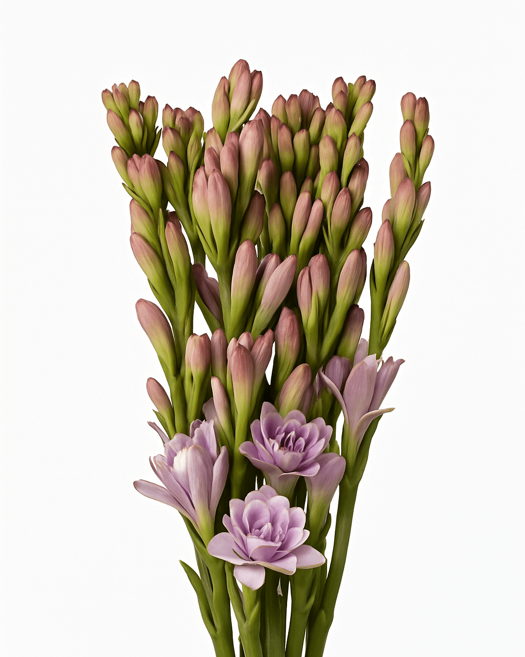 Tuberose - Pink (10 Stalks)