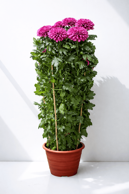 Chrysanthemum Kekwa - Purple