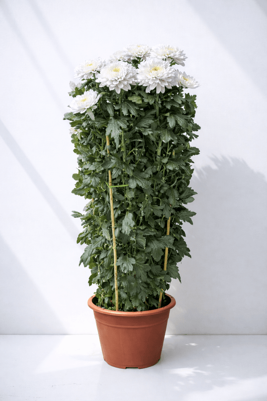 Chrysanthemum Kekwa - White