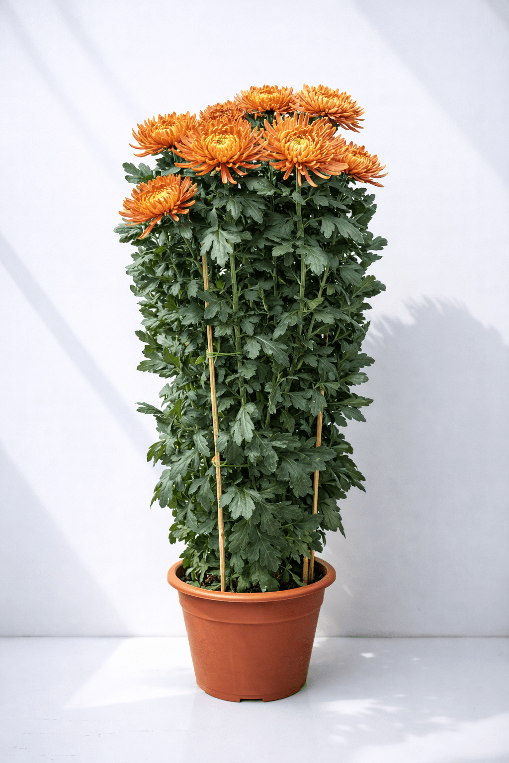 Chrysanthemum Kekwa - Orange