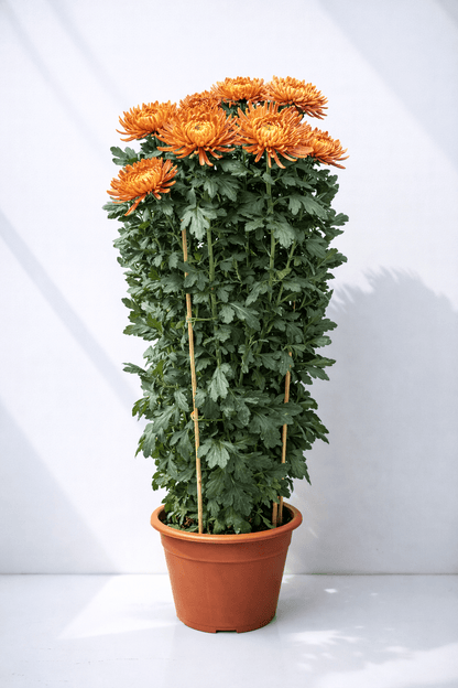 Chrysanthemum Kekwa - Orange