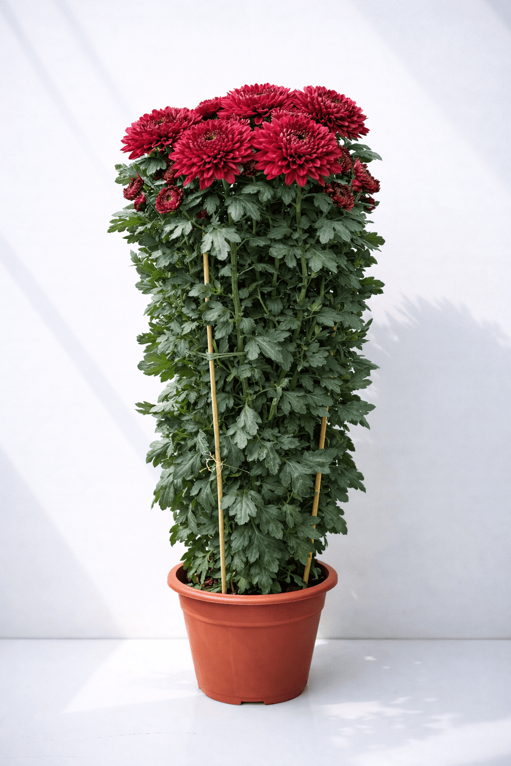 Chrysanthemum Kekwa - Maroon