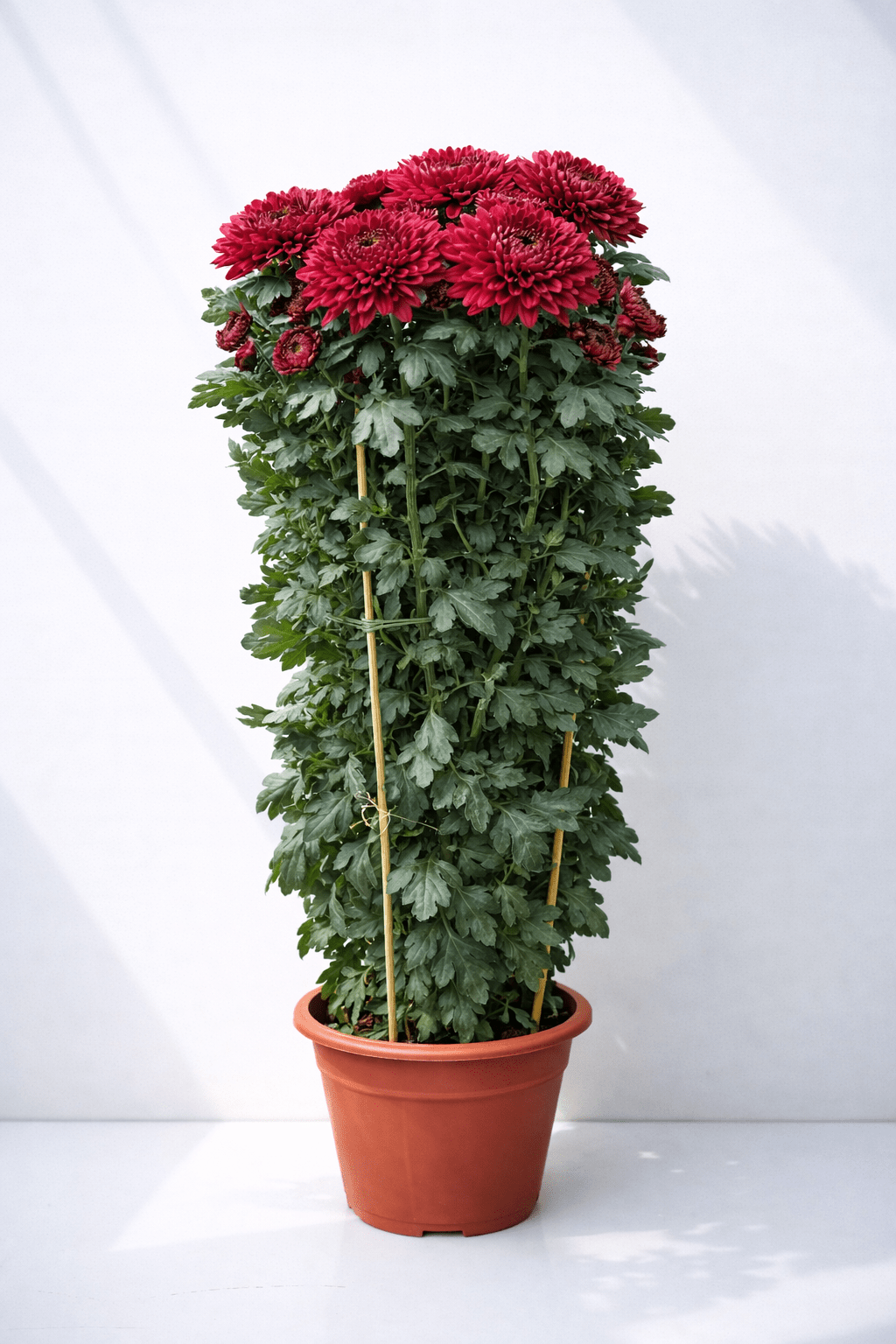 Chrysanthemum Kekwa - Maroon