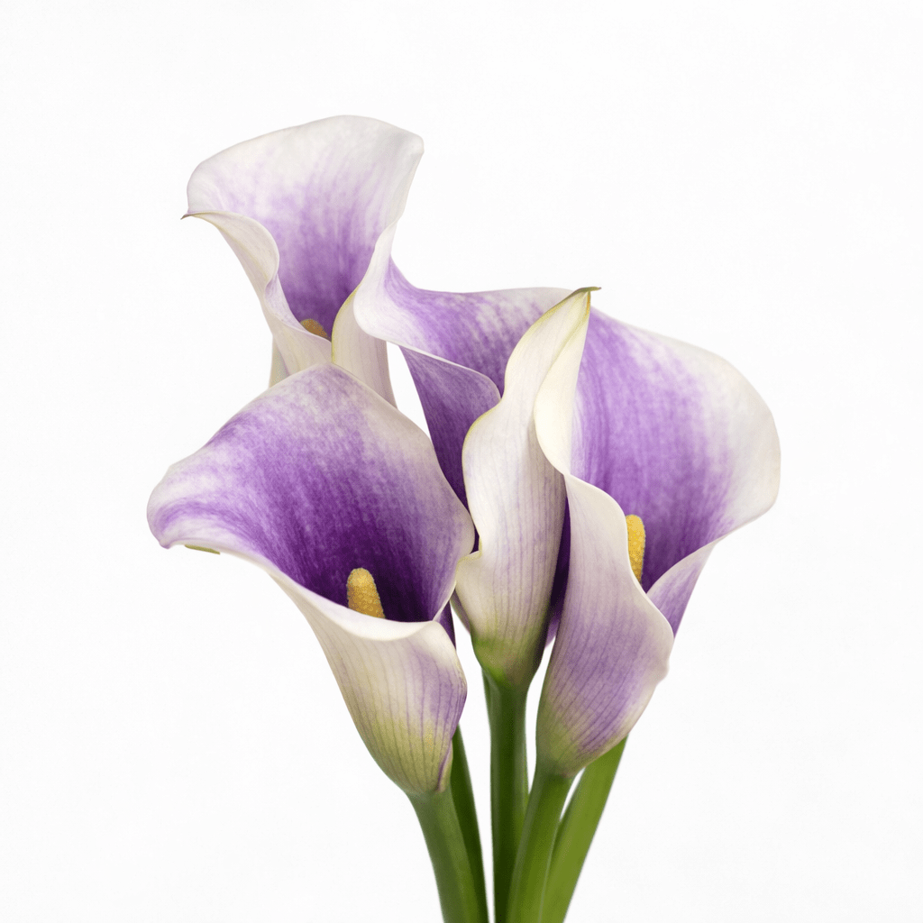 Calla Lily - 2 Tone White Purple