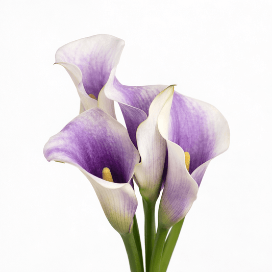 Calla Lily - 2 Tone White Purple