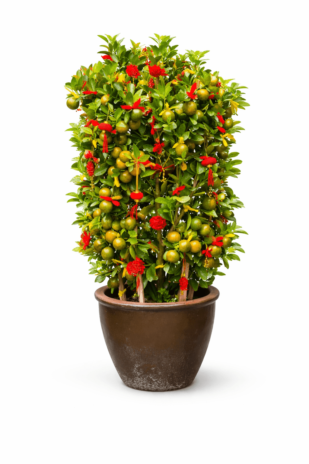 Pot Lime Tree No. 3 (3ft)