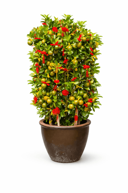 Pot Lime Tree No. 3 (3ft)