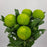 Chrysanthemum Ping Pong (Imported) - Green [5 Stems]