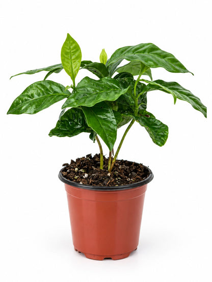 Potted coffee plant with glossy green leaves