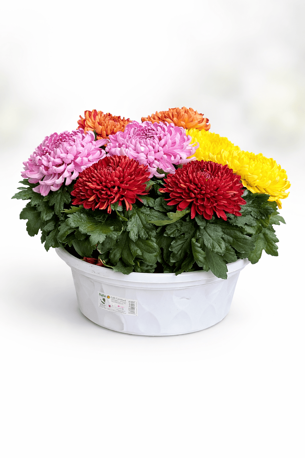 Chrysanthemum Cosmo - Mix Colour (P310)
