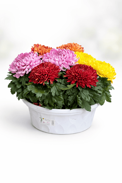 Chrysanthemum Cosmo - Mix Colour (P310)