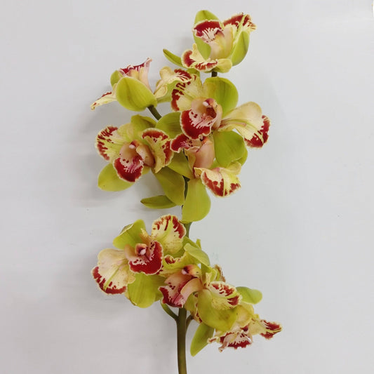 Cymbidium Mini - Green (45cm)