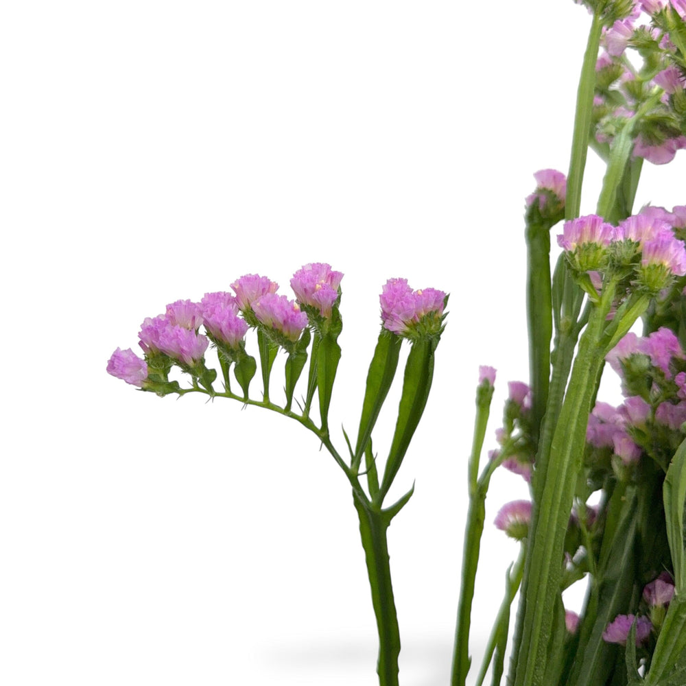 Statice - Pink – Floristika.com.my