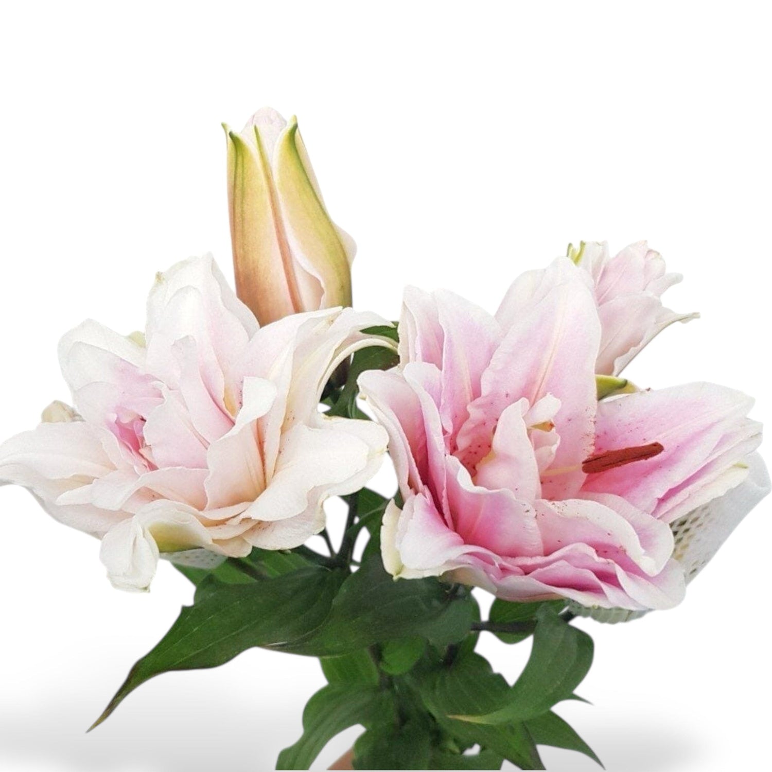Light Pink Stems Roselily | Floristika Malaysia