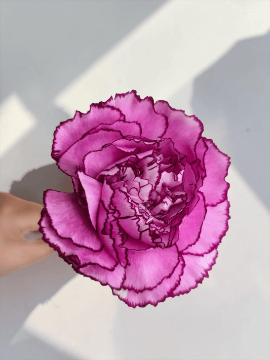 Mother's Day Carnation - 2 Tone Purple (18-20 Stems)