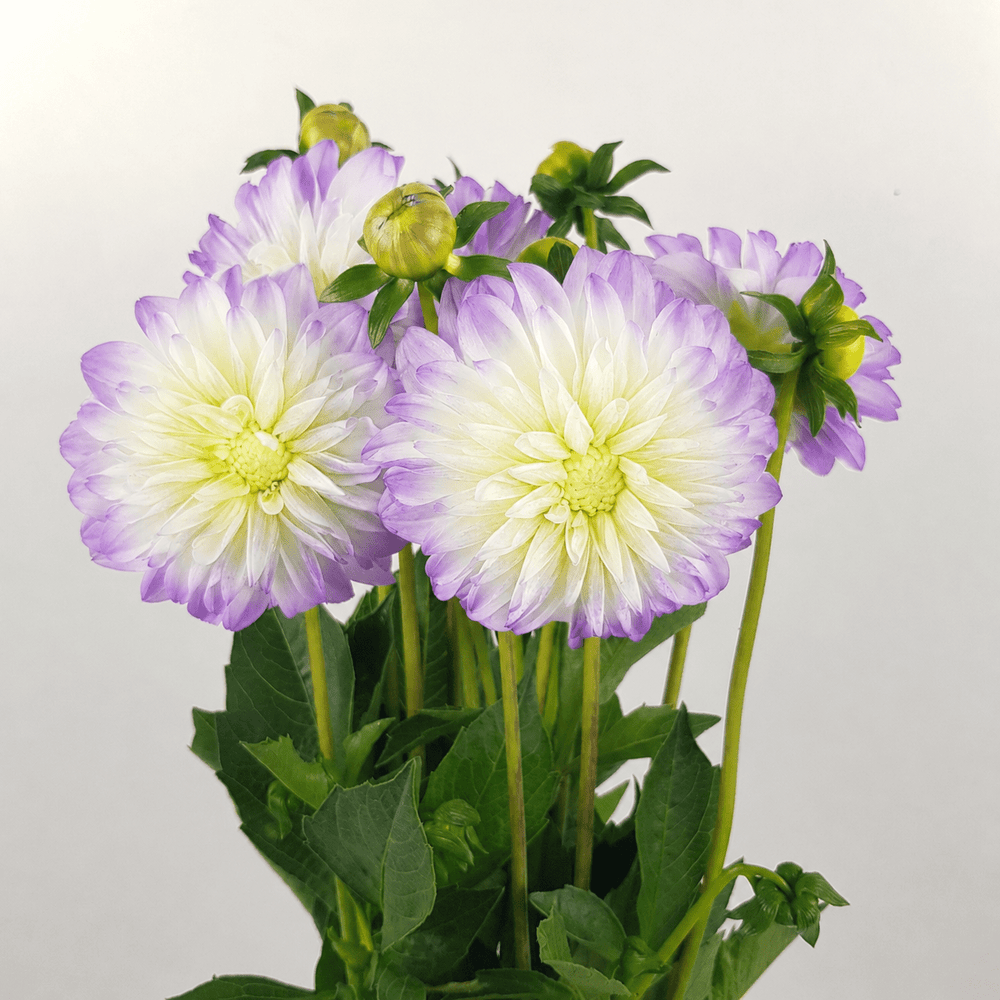 Dahlia - 2 Tone Light Purple