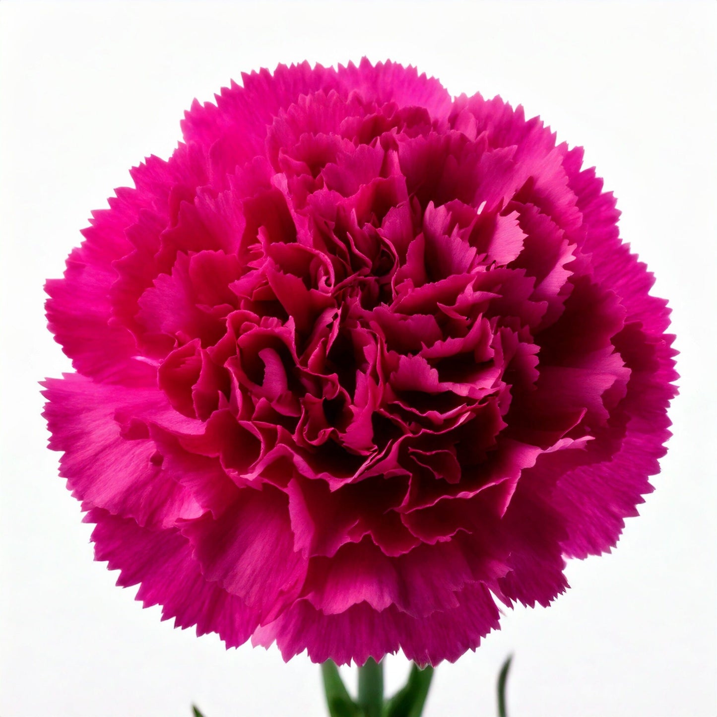Carnations Pink for Mother's Day | Floristika Malaysia