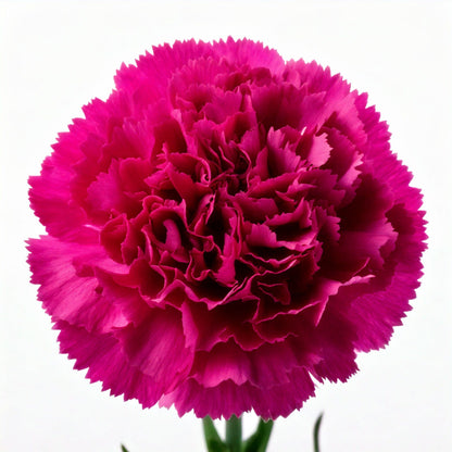 Carnations Pink for Mother's Day | Floristika Malaysia