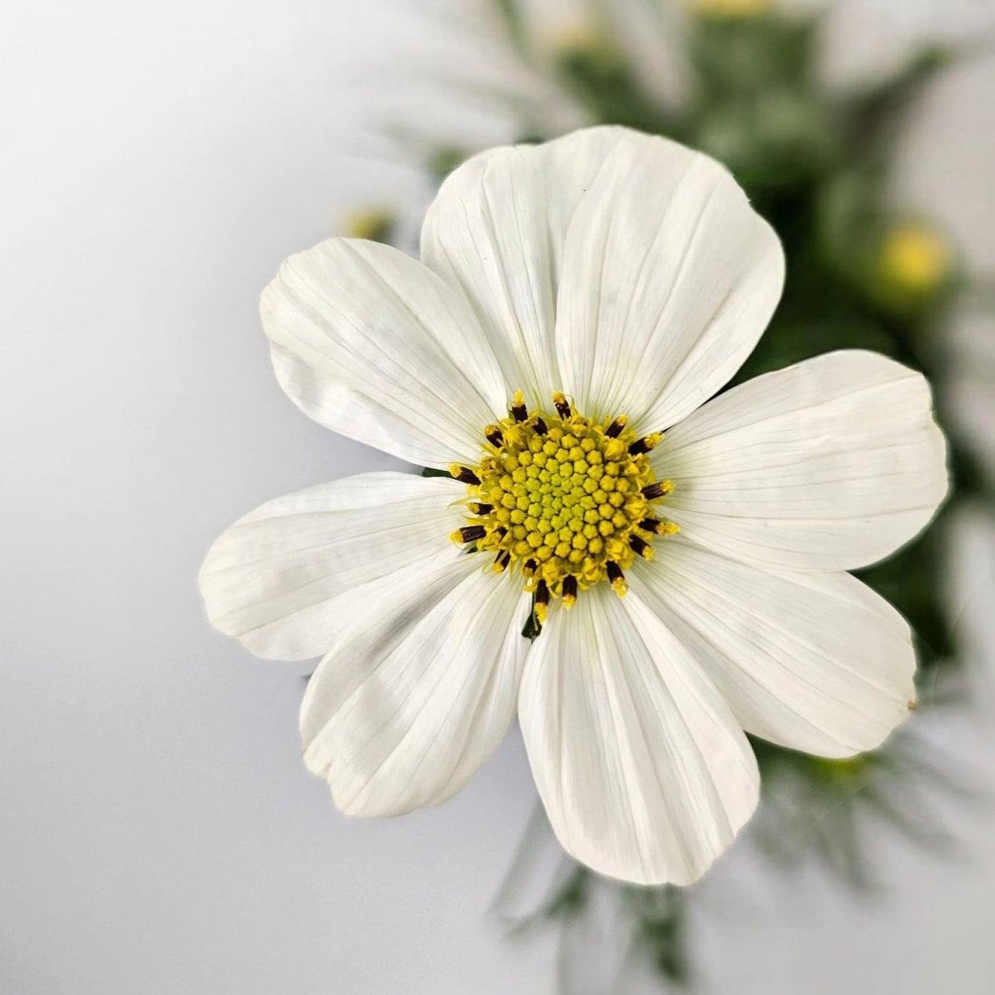 Fresh Cut Flowers at Floristika
