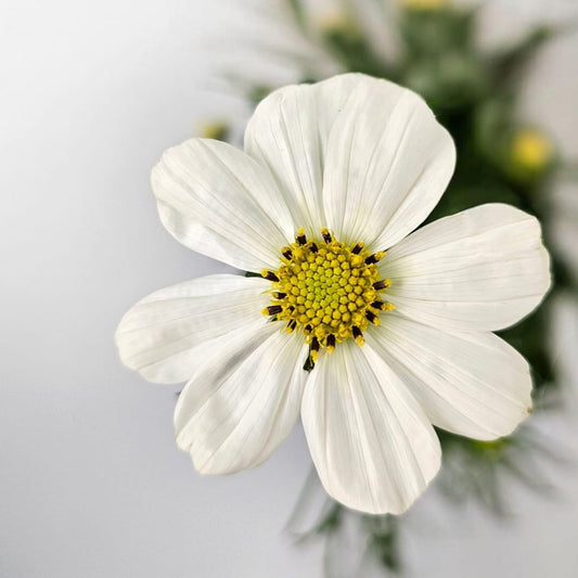 Fresh Cut Flowers at Floristika