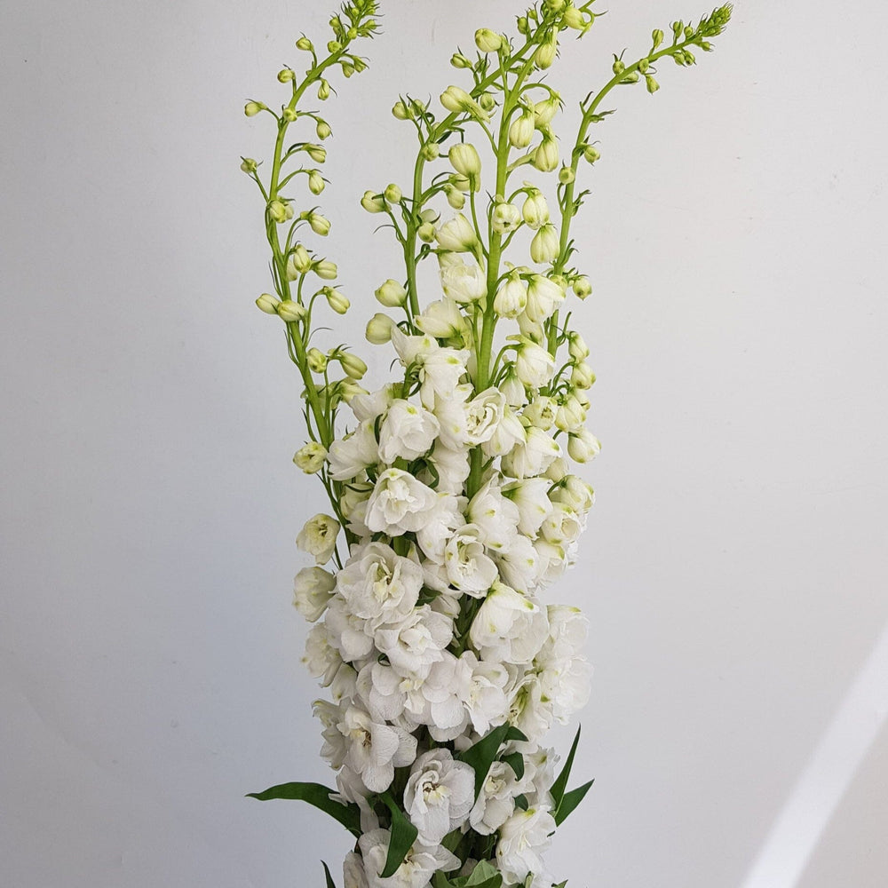 Delphinium Belladonna - White