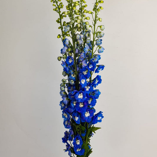 delphinium belladonna
blue