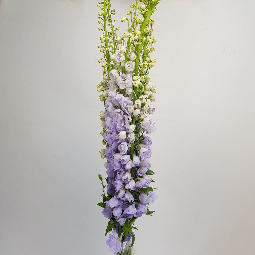 Delphinium Belladonna - Lilac