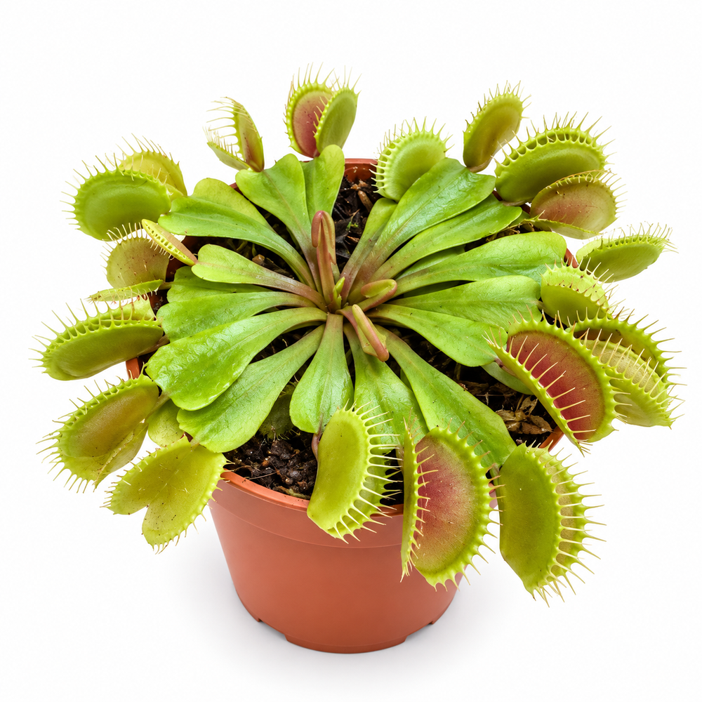 Pot Dionaea Muscipula