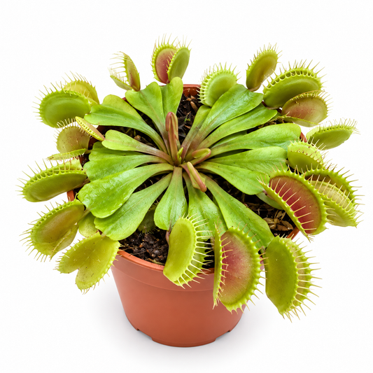 Pot Dionaea Muscipula