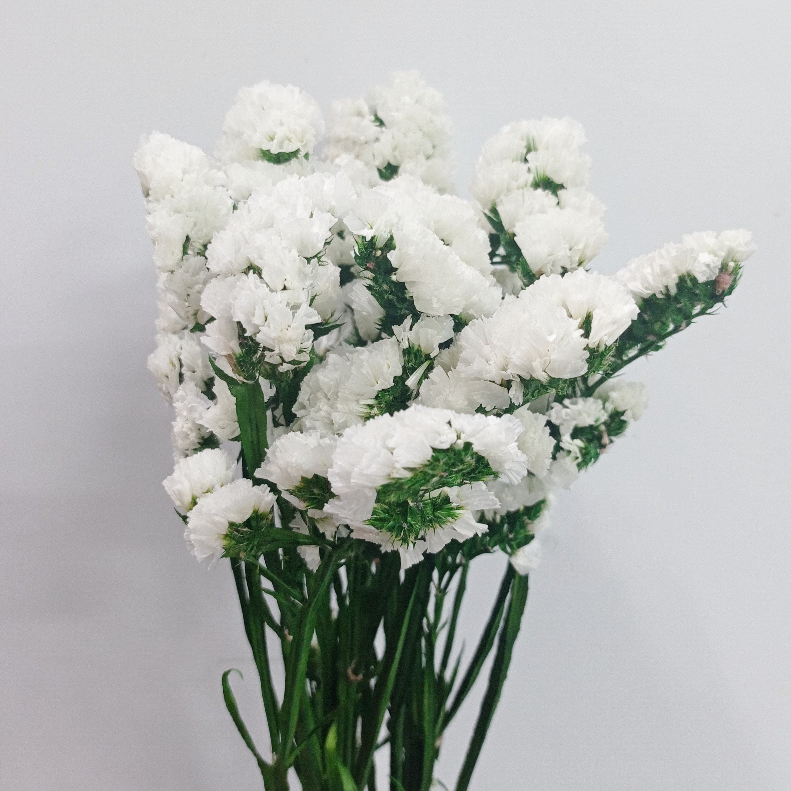 Dried Statis Dried Statice - White