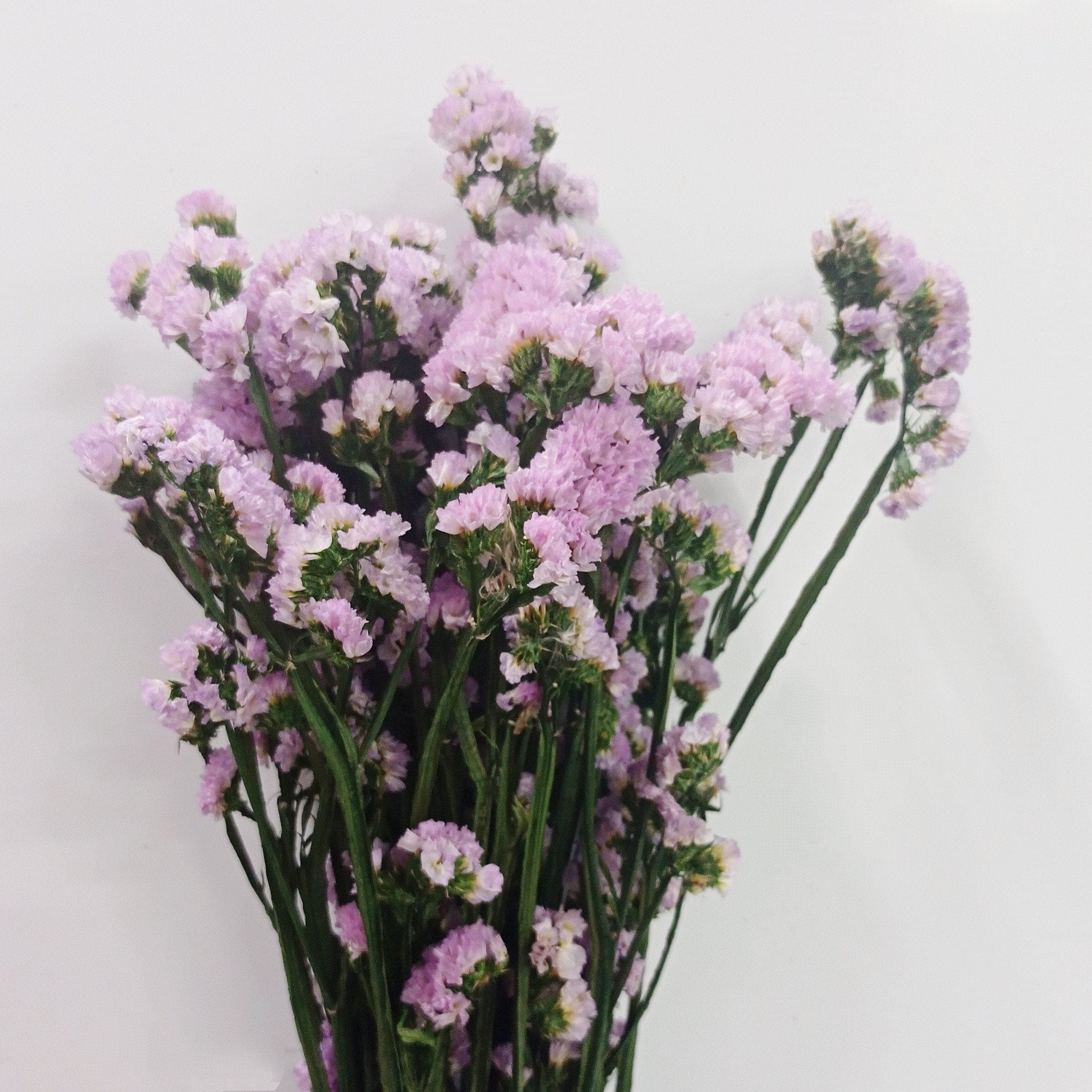 Dried Statice - Pink – Floristika.com.my