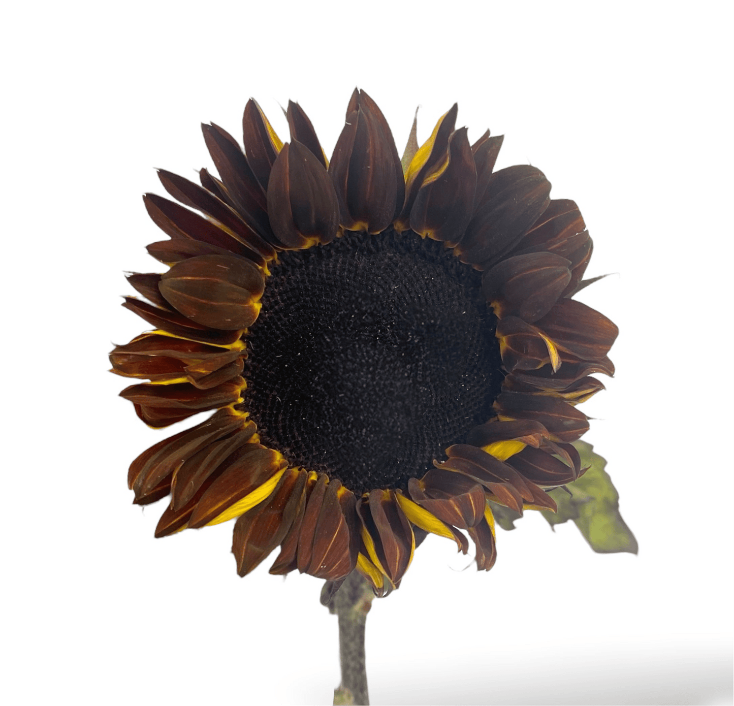 Helianthus Sunflower - Brown