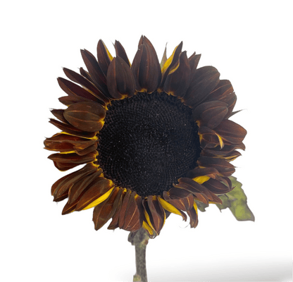 Helianthus Sunflower - Brown