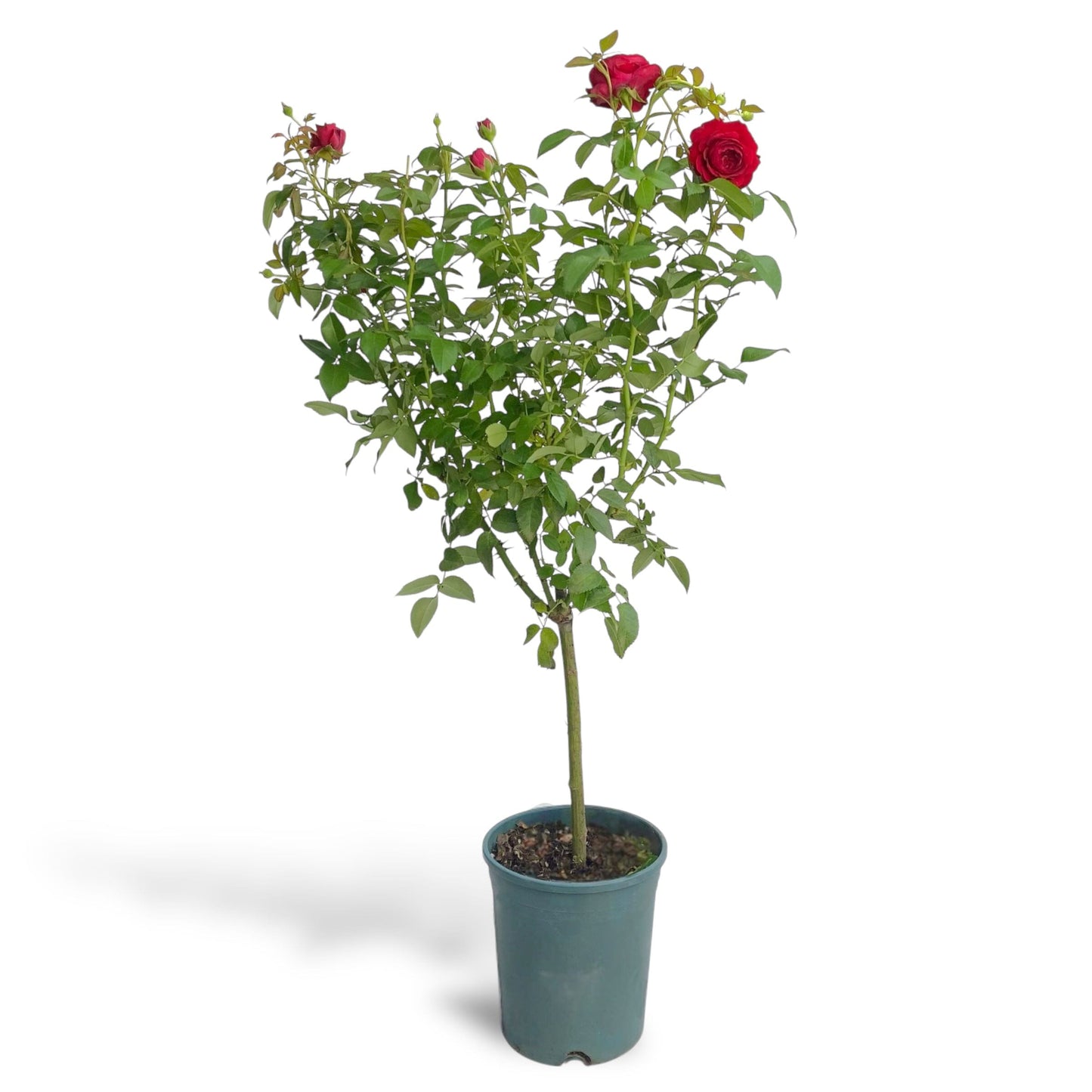 Pot Rose #1 Gallon - Red